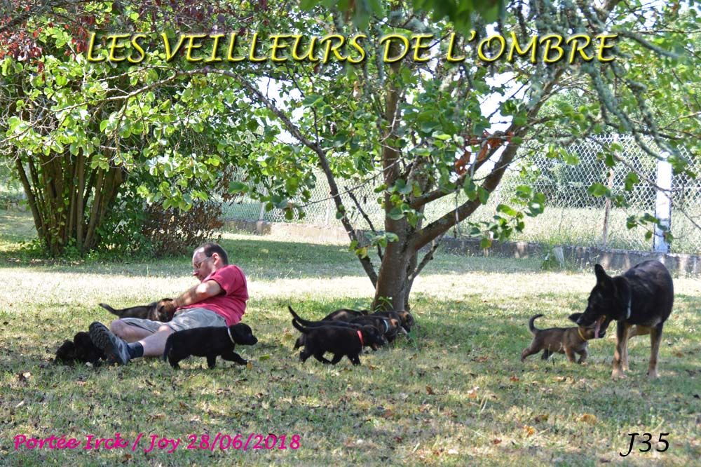 Chiot Berger Allemand Des Veilleurs De L'ombre